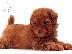 PoulaTo: Poodle apricot toy - Κανίς βερυκοκί τόι